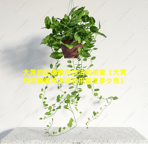 大黄的正确服用方法和用量（大黄的正确服用方法和用量是多少克）