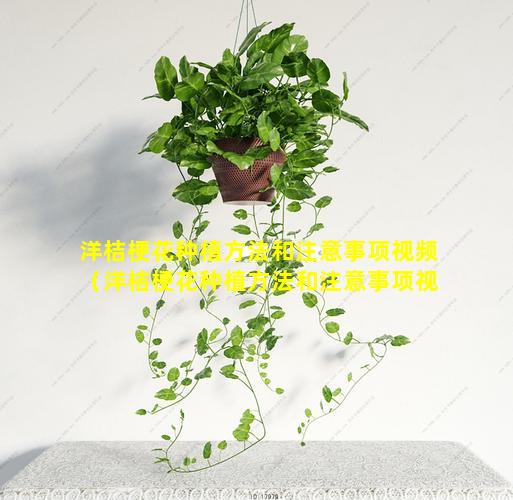 洋桔梗花种植方法和注意事项视频（洋桔梗花种植方法和注意事项视频讲解）